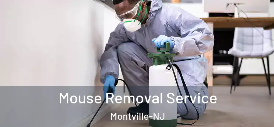 Mouse Removal Service Montville-NJ