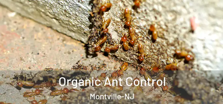 Organic Ant Control Montville-NJ