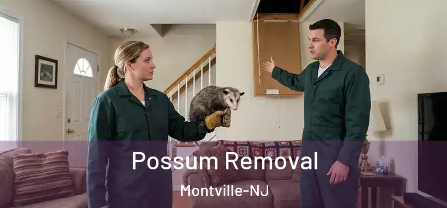 Possum Removal Montville-NJ