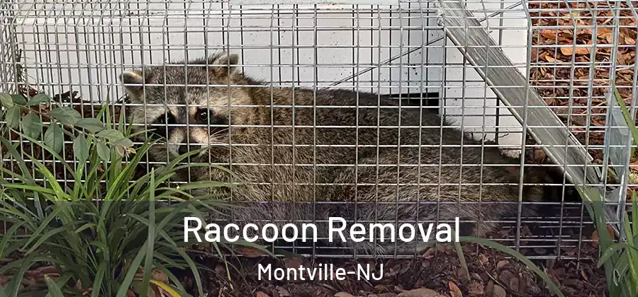 Raccoon Removal Montville-NJ