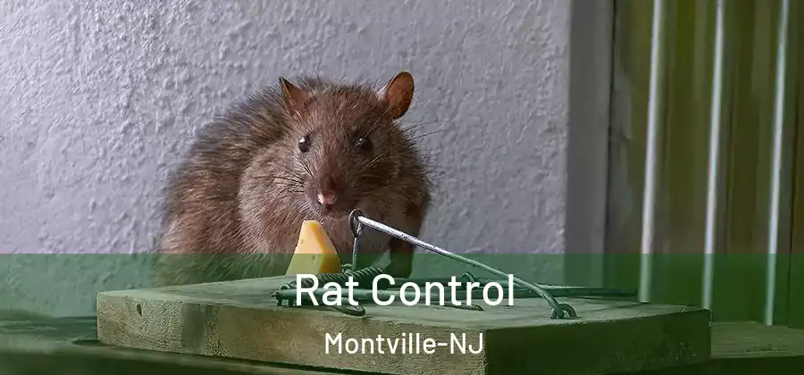 Rat Control Montville-NJ