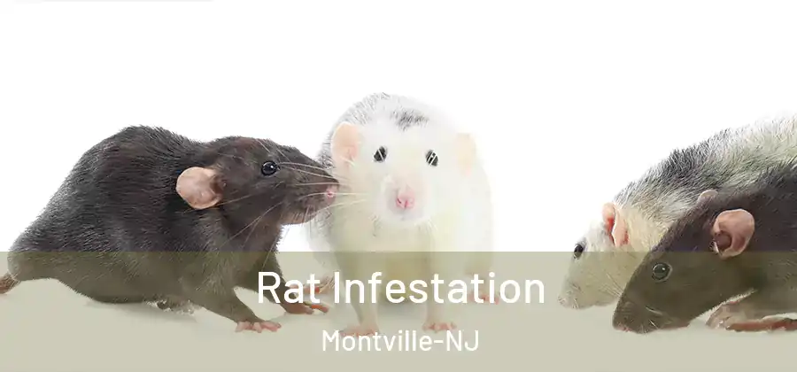  Rat Infestation Montville-NJ