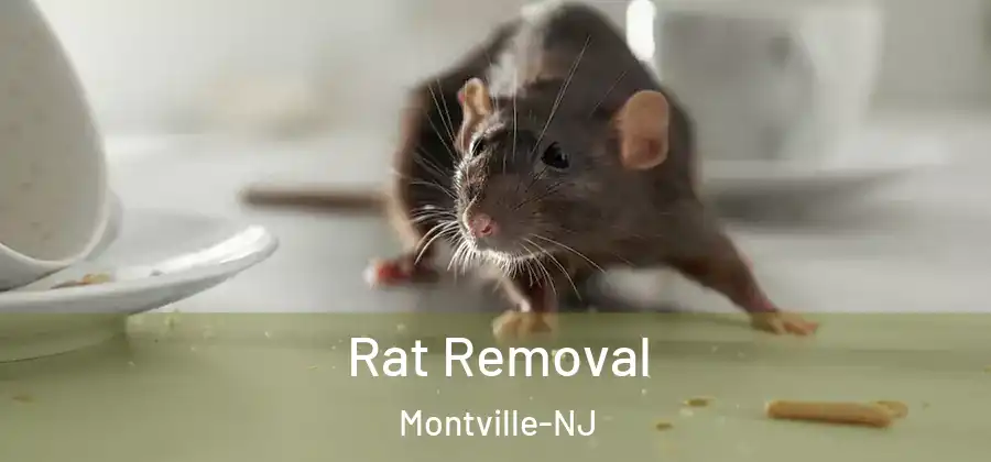  Rat Removal Montville-NJ