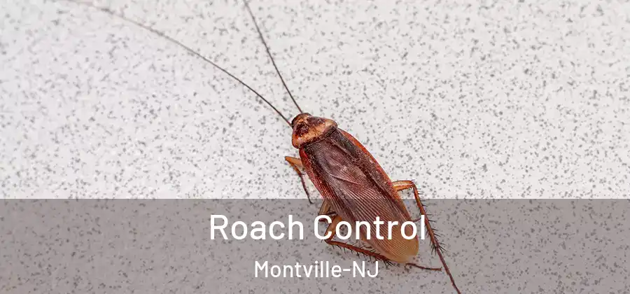 Roach Control Montville-NJ