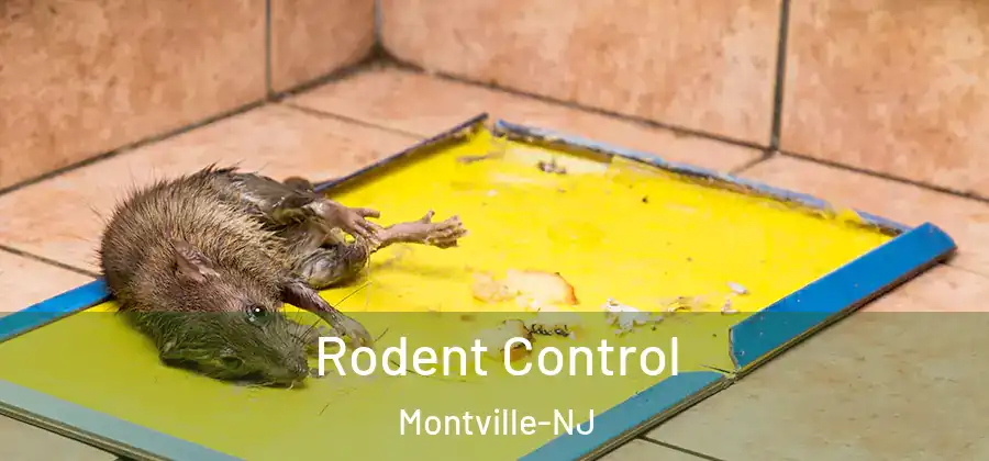 Rodent Control Montville-NJ