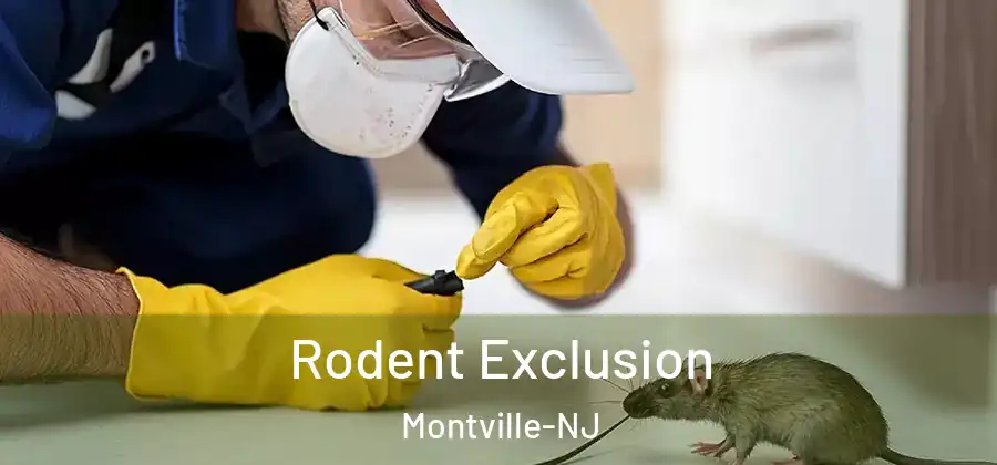 Rodent Exclusion Montville-NJ