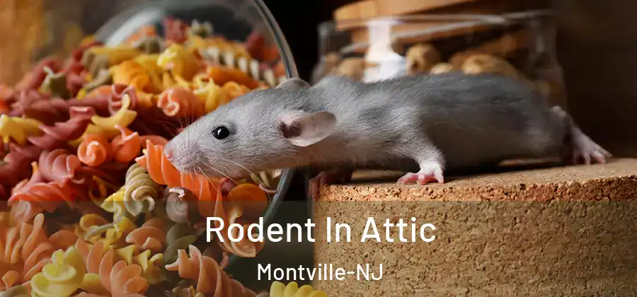 Rodent In Attic Montville-NJ