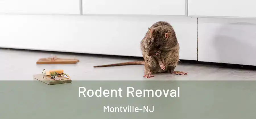 Rodent Removal Montville-NJ