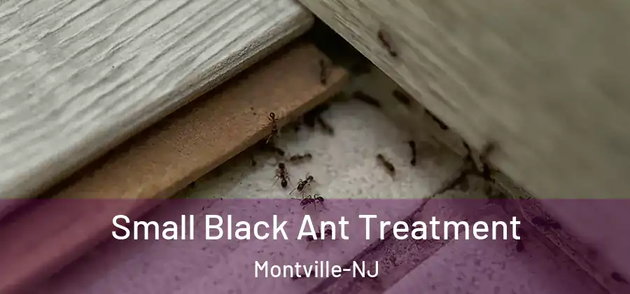 Small Black Ant Treatment Montville-NJ