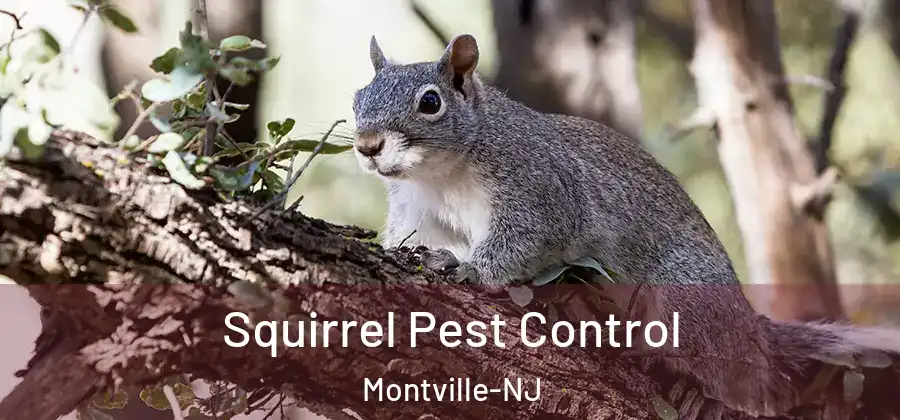 Squirrel Pest Control Montville-NJ