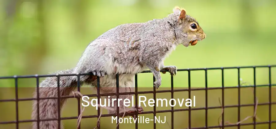 Squirrel Removal Montville-NJ