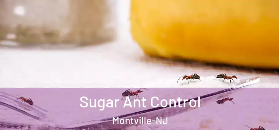  Sugar Ant Control Montville-NJ