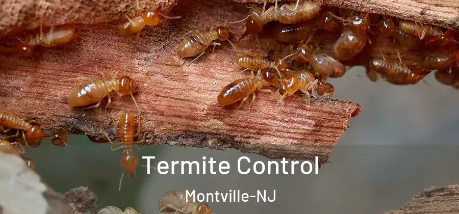 Termite Control Montville-NJ