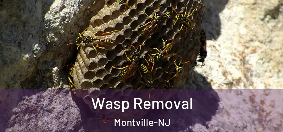  Wasp Removal Montville-NJ