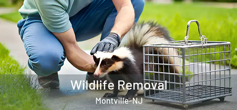 Wildlife Removal Montville-NJ